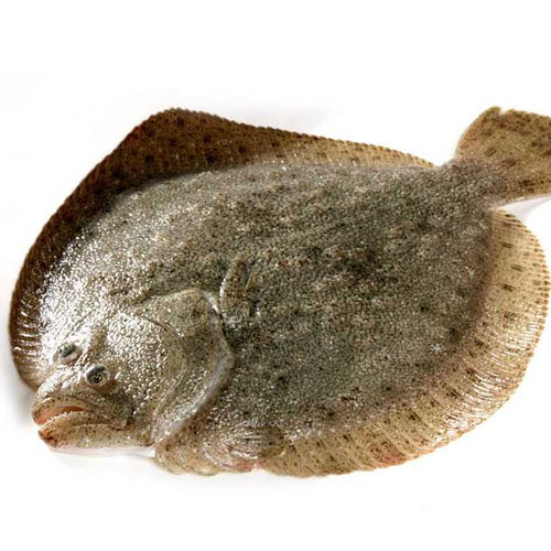 <strong>多寶魚(yú)
