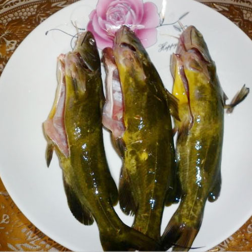 黃骨魚(yú)